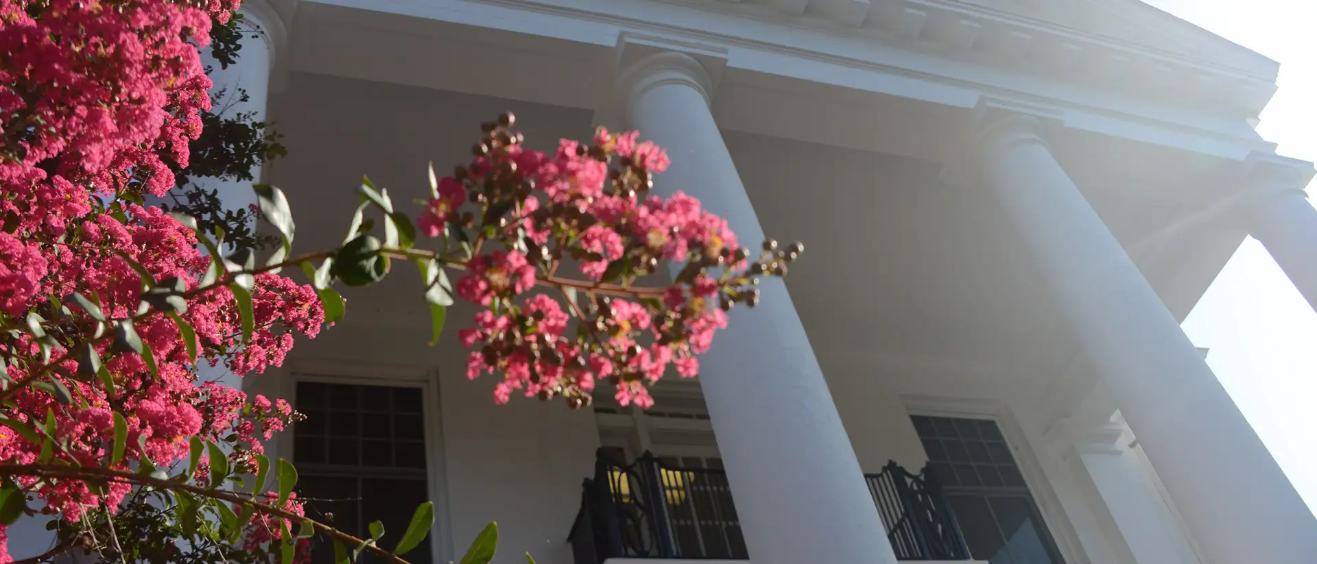 crepe mertle blooms in front of fitzhugh hall